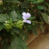 Barleria strigosa Willd.